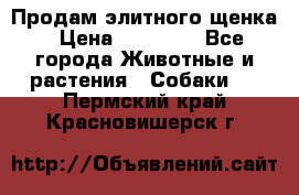 Продам элитного щенка › Цена ­ 30 000 - Все города Животные и растения » Собаки   . Пермский край,Красновишерск г.